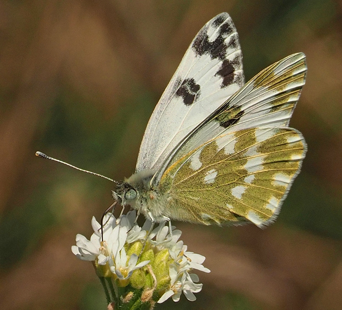 Reseda-Weißling, Pontia edusa